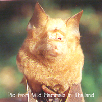 Hipposideros diadema